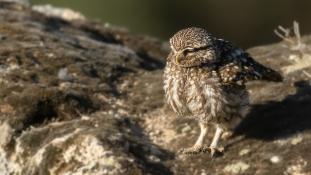 Athene noctua - Chouette chevêche - Chevêche d'Athéna - Little Owl (ang) - Mochuelo Europeo (sp)