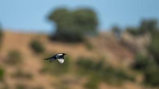 Pica pica - Pie bavarde - Agasse - Eurasian Magpie (ang) - Urraca común (sp)
