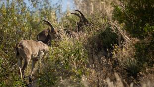 Capra pyrenaica - Bouquetin d'Espagne - Bouquetin ibérique - Iberian ibex (ang) - Cabra montés (sp)