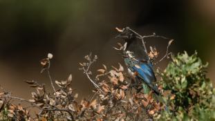 Pica pica - Pie bavarde - Agasse - Eurasian Magpie (ang) - Urraca común (sp)
