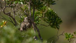 Athene noctua - Chouette chevêche - Chevêche d'Athéna - Little Owl (ang) - Mochuelo Europeo (sp)