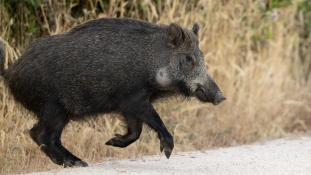 Sus scrofa - Sanglier - Wild boar (ang) - Jabalí (sp)