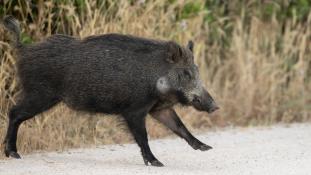Sus scrofa - Sanglier - Wild boar (ang) - Jabalí (sp)