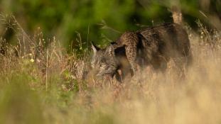 Lynx pardinus - Lynx ibérique - Iberian lynx  (ang) - Lince iberico (sp)