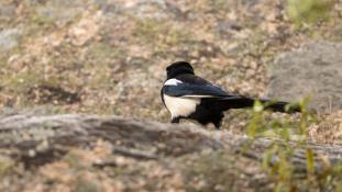 Pica pica - Pie bavarde - Agasse - Eurasian Magpie (ang) - Urraca común (sp)