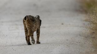 Lynx pardinus - Lynx ibérique - Iberian lynx  (ang) - Lince iberico (sp)