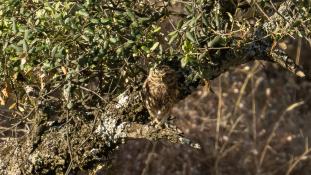 Athene noctua - Chouette chevêche - Chevêche d'Athéna - Little Owl (ang) - Mochuelo Europeo (sp)