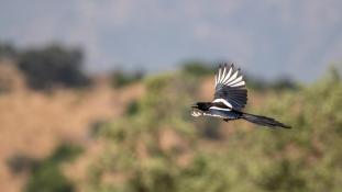 Pica pica - Pie bavarde - Agasse - Eurasian Magpie (ang) - Urraca común (sp)