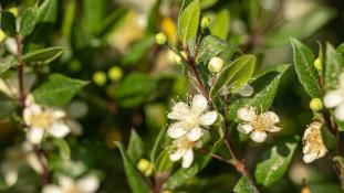 ND-Myrtus communis - Myrte commun - Sweet Myrtle (ang) - Mirto común (sp)
