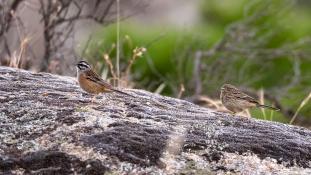 Emberiza cia - Bruant fou - Rock bunting (ang) - Escribano Montesino (sp)