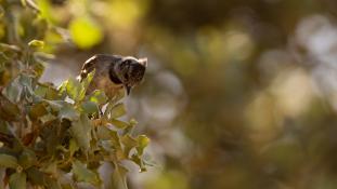 Lophophanes cristatus - Mésange huppée - Crested Tit (ang) - Herrerillo capuchino (sp)
