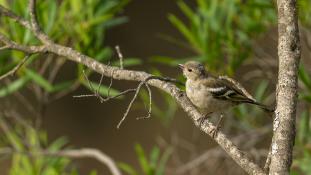 Fringilla coelebs - Pinson des arbres - Common Chaffinch (ang) - Pinzón vulgar (sp)