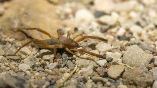 Gluvia dorsalis - Solifuge ibérique  - Iberian solifuge (ang) - Araña camello ibérica (sp)