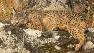 Lynx pardinus - Lynx ibérique - Iberian lynx  (ang) - Lince iberico (sp)