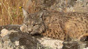 Lynx pardinus - Lynx ibérique - Iberian lynx  (ang) - Lince iberico (sp)