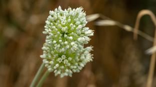 ND-Allium cepa - Oignon des jardins - Échalote - Spring Onion (ang) - Cebolla (sp)