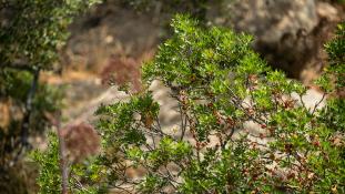 Curruca melanocephala - Fauvette mélanocéphale - Sardinian Warbler (ang) - Curruca cabecinegra (sp)