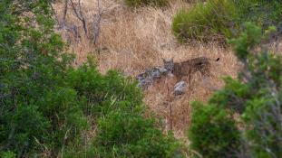 Lynx pardinus - Lynx ibérique - Iberian lynx  (ang) - Lince iberico (sp)
