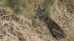 Lynx pardinus - Lynx ibérique - Iberian lynx  (ang) - Lince iberico (sp)