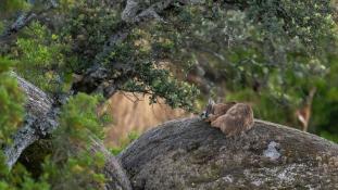 Lynx pardinus - Lynx ibérique - Iberian lynx  (ang) - Lince iberico (sp)