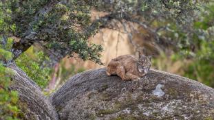 Lynx pardinus - Lynx ibérique - Iberian lynx  (ang) - Lince iberico (sp)