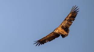 Gyps fulvus - Vautour fauve - Griffon Vulture (ang) - Buitre leonado (sp)