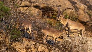 Capra pyrenaica - Bouquetin d'Espagne - Bouquetin ibérique - Iberian ibex (ang) - Cabra montés (sp)