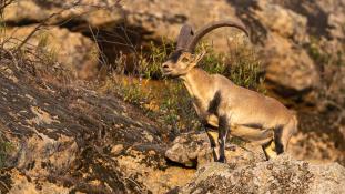 Capra pyrenaica - Bouquetin d'Espagne - Bouquetin ibérique - Iberian ibex (ang) - Cabra montés (sp)
