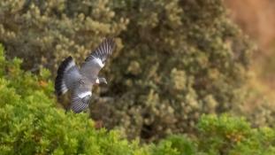 Columba palumbus - Pigeon ramier - Palombe - Common Wood Pigeon (ang) - Paloma torcaz (sp)