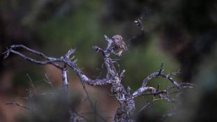 Athene noctua - Chouette chevêche - Chevêche d'Athéna - Little Owl (ang) - Mochuelo Europeo (sp)