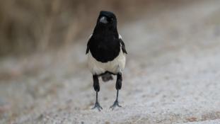 Pica pica - Pie bavarde - Agasse - Eurasian Magpie (ang) - Urraca común (sp)