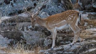 Dama dama - Daim Européen - European fallow deer (ang) - Gamo commun (sp)