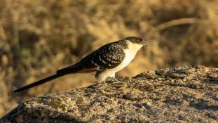 Clamator glandarius - Coucou-Geai - Great Spotted Cuckoo (ang) - Críalo europeo (sp)