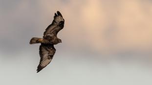 Buteo buteo - Buse variable - Common Buzzard (ang) - Busardo Ratonero (sp)