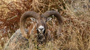 Ovis aries musimon - Mouflon Européen - European mouflon (ang) - Muflón europeo (sp), Mouton - Brebis - Domestic sheep (ang) - Oveja (sp)