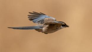 Cyanopica cooki - Pie-bleue ibérique - Pie ibérique - Iberian Magpie (ang) - Rabilargo ibérico (sp)