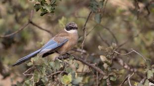 Cyanopica cooki - Pie-bleue ibérique - Pie ibérique - Iberian Magpie (ang) - Rabilargo ibérico (sp)
