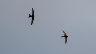 ND-Apus pallidus - Martinet pâle - Pallid Swift (ang) - Vencejo Pálido (sp)