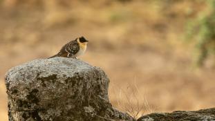 Clamator glandarius - Coucou-Geai - Great Spotted Cuckoo (ang) - Críalo europeo (sp)