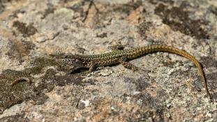 ND-Podarcis virescens - Lézard des murailles de Geniez  - Geniez's Wall Lizard (ang) - Lagartija verdosa (sp)