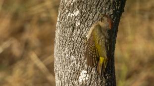 Picus sharpei - Pic de Sharpe - Iberian Green Woodpecker (ang) - Pito real (sp)