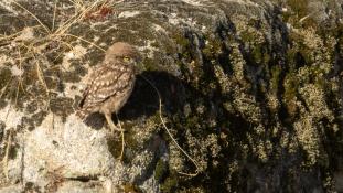 Athene noctua - Chouette chevêche - Chevêche d'Athéna - Little Owl (ang) - Mochuelo Europeo (sp)