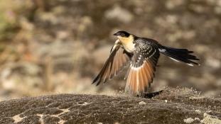 Clamator glandarius - Coucou-Geai - Great Spotted Cuckoo (ang) - Críalo europeo (sp)