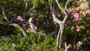 Clamator glandarius - Coucou-Geai - Great Spotted Cuckoo (ang) - Críalo europeo (sp)