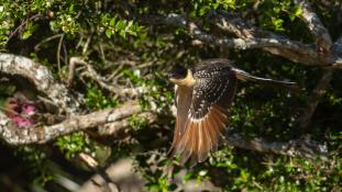 Clamator glandarius - Coucou-Geai - Great Spotted Cuckoo (ang) - Críalo europeo (sp)