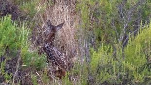 Cervus elaphus - Cerf élaphe - Red deer (ang) - Ciervo común (sp)
