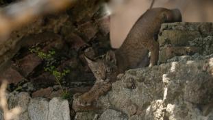 Lynx pardinus - Lynx ibérique - Iberian lynx  (ang) - Lince iberico (sp)