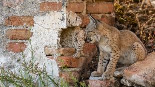 Lynx pardinus - Lynx ibérique - Iberian lynx  (ang) - Lince iberico (sp)