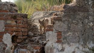 Lynx pardinus - Lynx ibérique - Iberian lynx  (ang) - Lince iberico (sp)