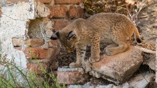 Lynx pardinus - Lynx ibérique - Iberian lynx  (ang) - Lince iberico (sp)
